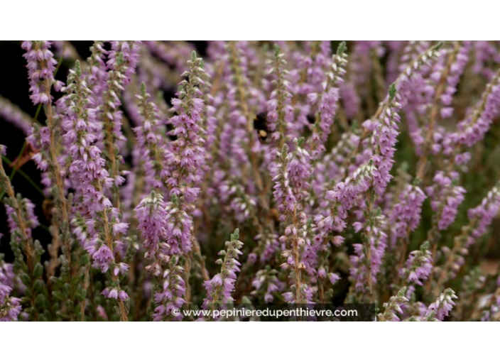 CALLUNA vulgaris 'Silver Knight'