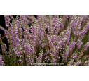 CALLUNA vulgaris 'Silver Knight'