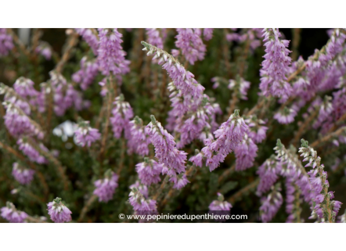 CALLUNA vulgaris 'Silver Knight'