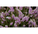 CALLUNA vulgaris 'Silver Knight'
