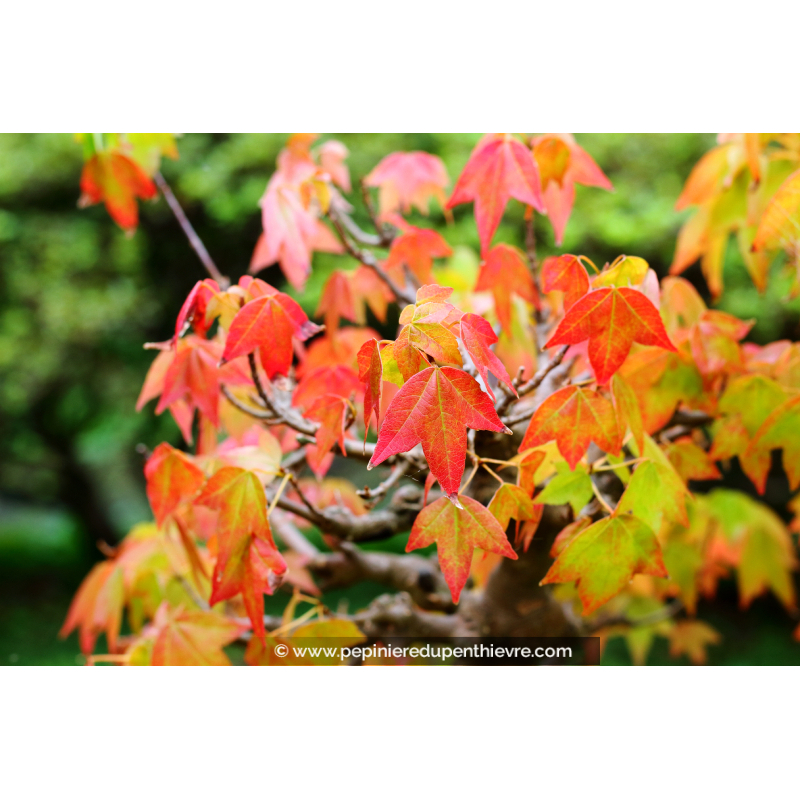 ACER buergerianum