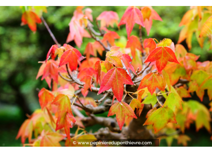 ACER buergerianum