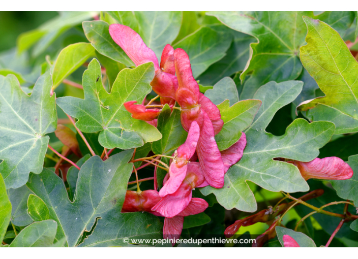 ACER campestre ACER campestre