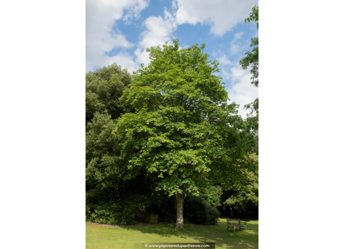 ACER cappadocicum 'Rubrum' ACER cappadocicum 'Rubrum'
