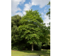 ACER cappadocicum 'Rubrum' ACER cappadocicum 'Rubrum'