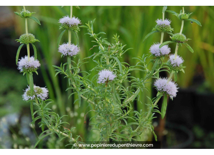 MENTHA cervina