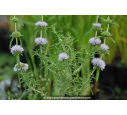 MENTHA cervina