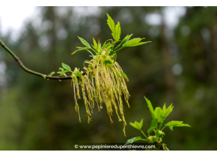 ACER negundo ACER negundo