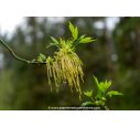 ACER negundo ACER negundo