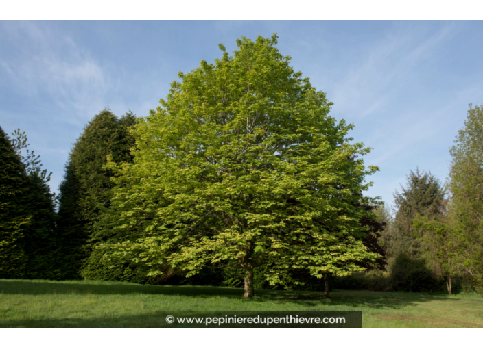 ACER pseudoplatanus
