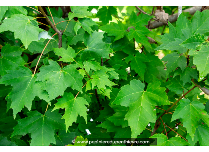 ACER rubrum ACER rubrum