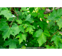 ACER rubrum ACER rubrum