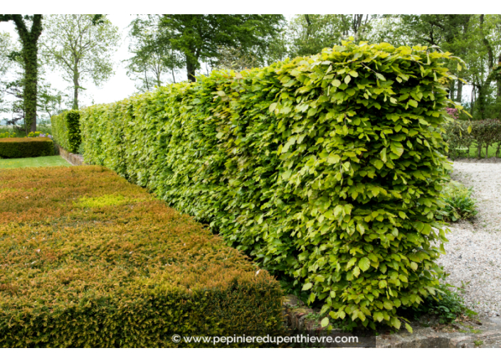 FAGUS sylvatica