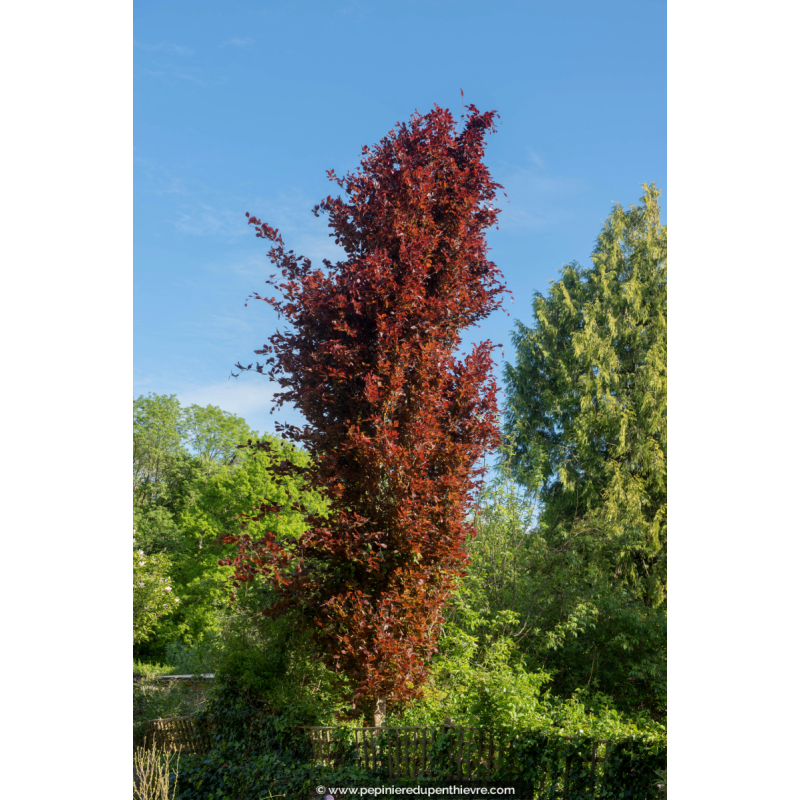 FAGUS sylvatica 'Dawyck Purple'