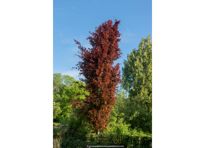 FAGUS sylvatica 'Dawyck Purple'