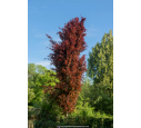 FAGUS sylvatica 'Dawyck Purple'