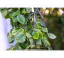 FAGUS sylvatica 'Pendula' FAGUS sylvatica 'Pendula'