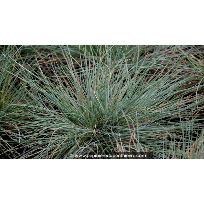 FESTUCA amethystina