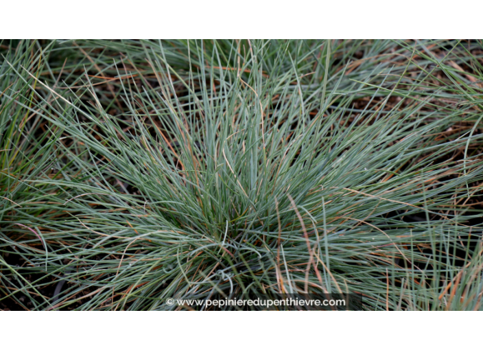 FESTUCA amethystina