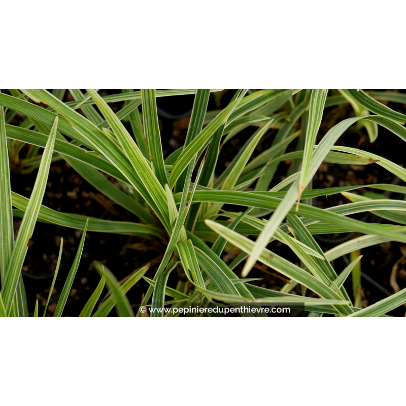 OPHIOPOGON japonicus 'Albovariegata'