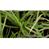 OPHIOPOGON japonicus \'Albovariegata\'