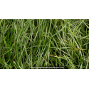 OPHIOPOGON japonicus \'Silver Mist\'
