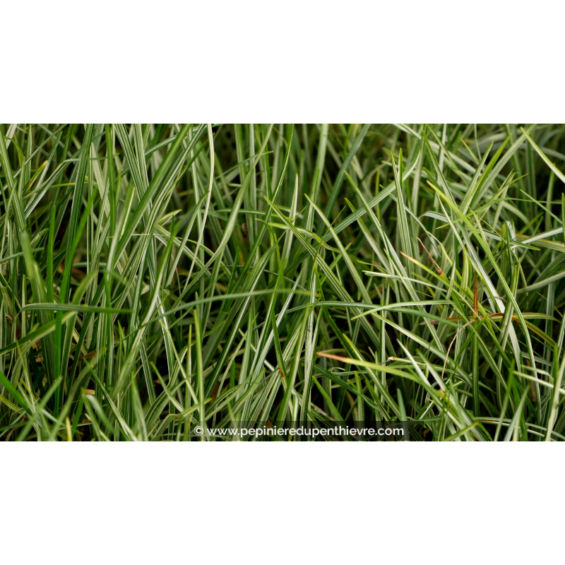 OPHIOPOGON japonicus 'Silver Mist'