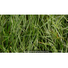 OPHIOPOGON japonicus \'Silver Mist\'
