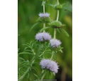 MENTHA cervina