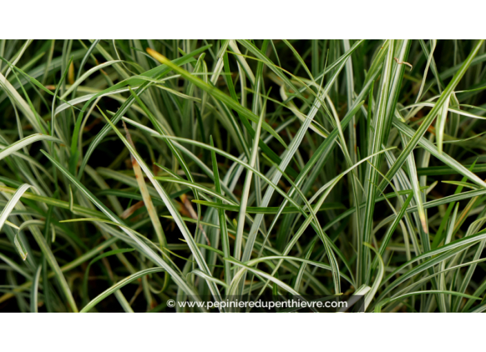 OPHIOPOGON japonicus 'Silver Mist'