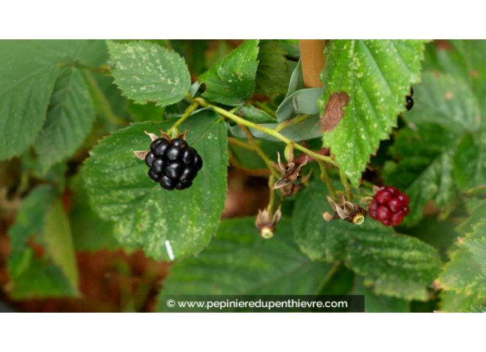 MÛRIER SANS ÉPINES 'Dirksen'