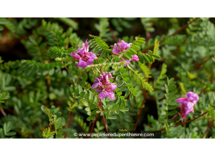 INDIGOFERA heterantha