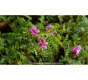 INDIGOFERA heterantha