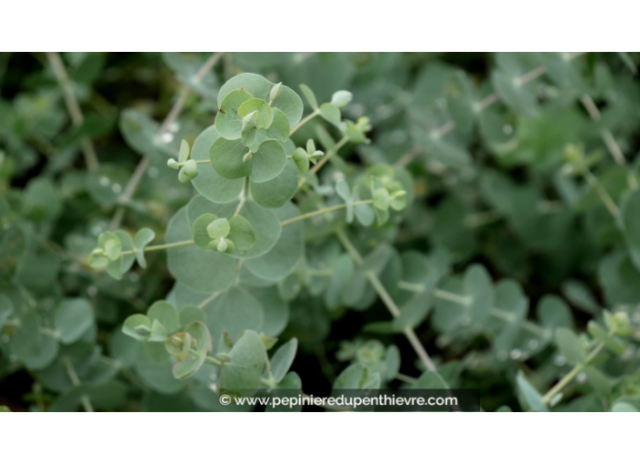 EUCALYPTUS pulverulenta 'Baby Blue'