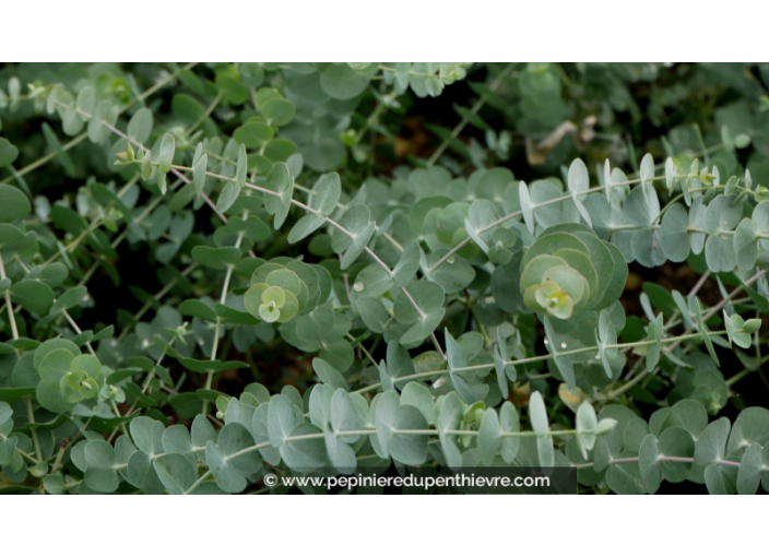 EUCALYPTUS pulverulenta 'Baby Blue'