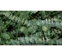 EUCALYPTUS pulverulenta 'Baby Blue'