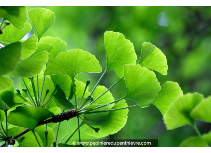 GINKGO biloba