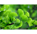 GINKGO biloba