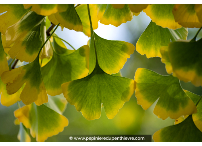 GINKGO biloba