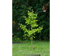 GINKGO biloba