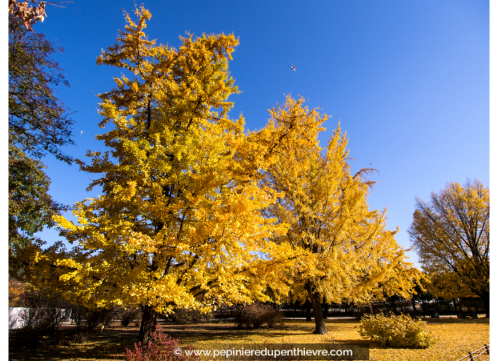 GINKGO biloba