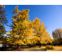 GINKGO biloba