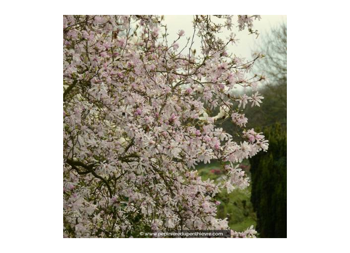 MAGNOLIA loebneri 'Leonard Messel'