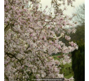 MAGNOLIA loebneri 'Leonard Messel'