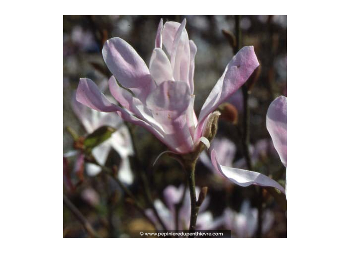 MAGNOLIA loebneri 'Leonard Messel'