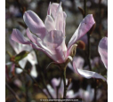 MAGNOLIA loebneri 'Leonard Messel'