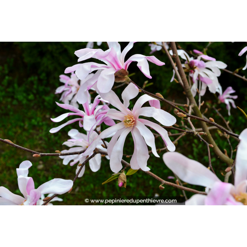 MAGNOLIA loebneri 'Leonard Messel'