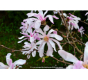 MAGNOLIA loebneri 'Leonard Messel'