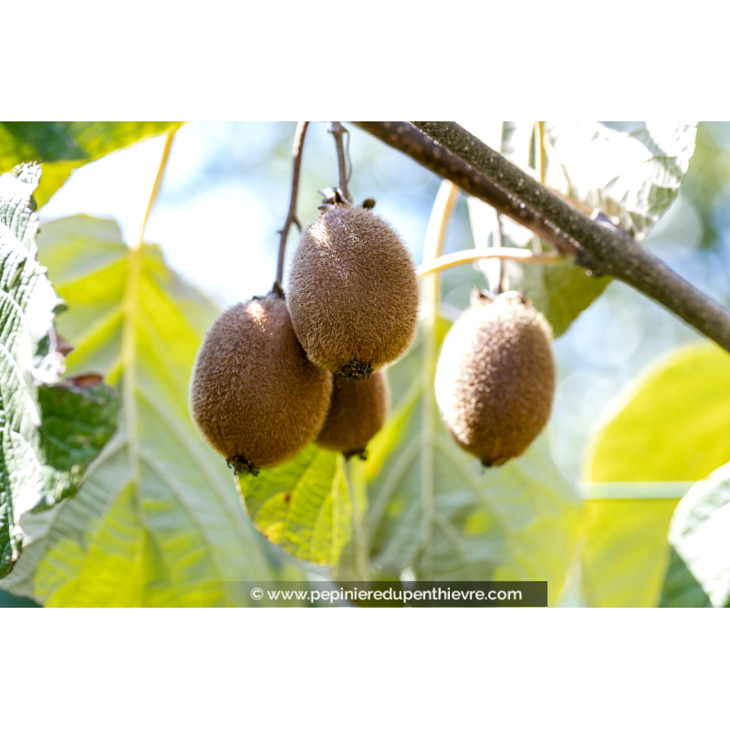 KIWI 'Hayward' (femelle)
