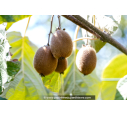 KIWI 'Hayward' (femelle) KIWI 'Hayward' (femelle)